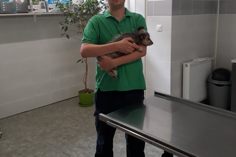 Poskytol rady pre psíčkarov: Michalovský veterinár Peter Knapec