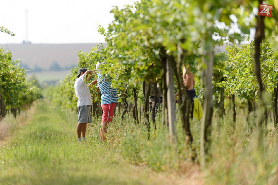 Pri Nitre odštartoval zber hrozna: Vinári sa tešia z dobrej úrody, FOTO