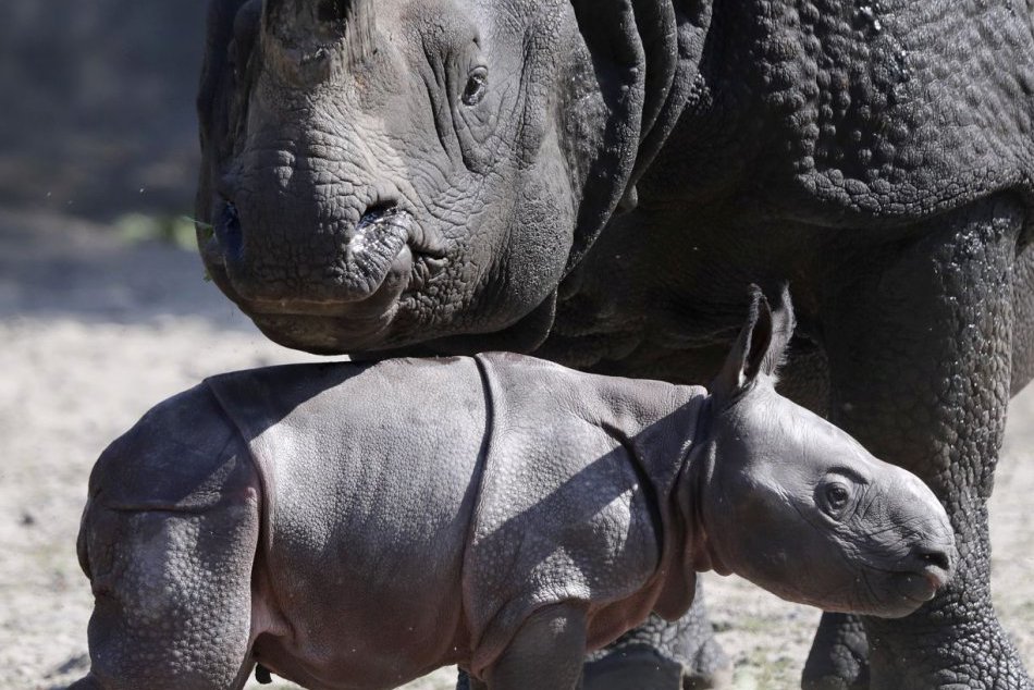 Zoo v Berlíne sa teší novému prírastku nosorožca