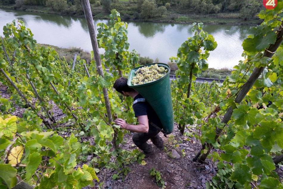 Najstrmší vinohrad v Európe má sklon takmer 70 stupňov