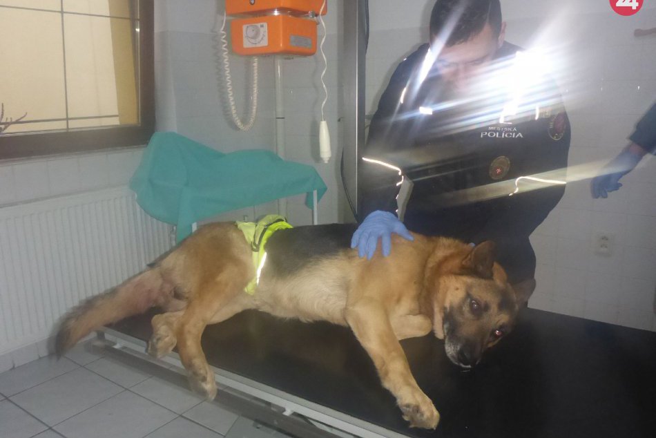 V OBRAZOCH: Záchrana zraneného psa vo Zvolene