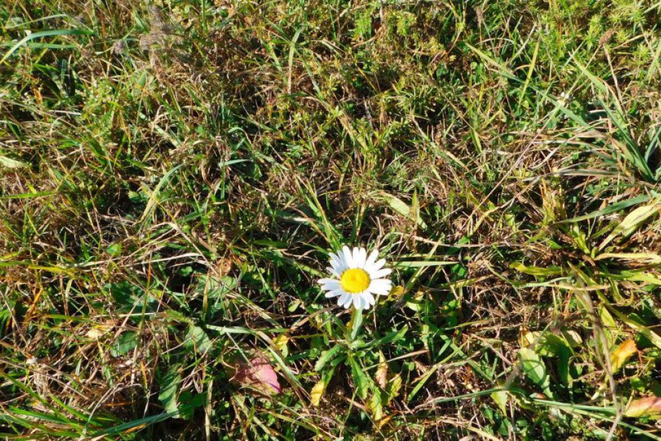 Obrazom: V okrese kvitnú kvety