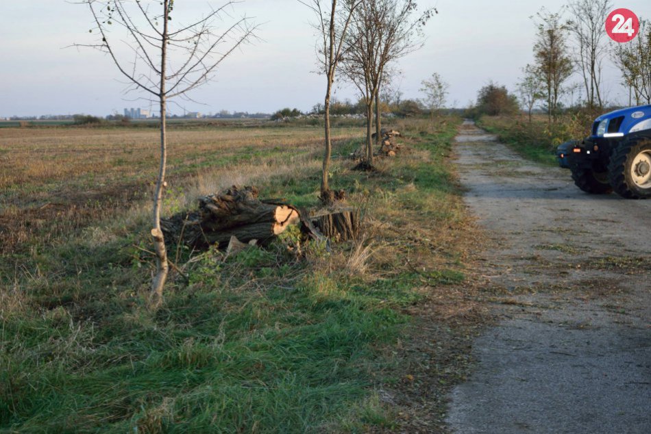 V Šuranoch zmizla stovka stromov: Nelegálny výrub spôsobil škody za desiatky tis