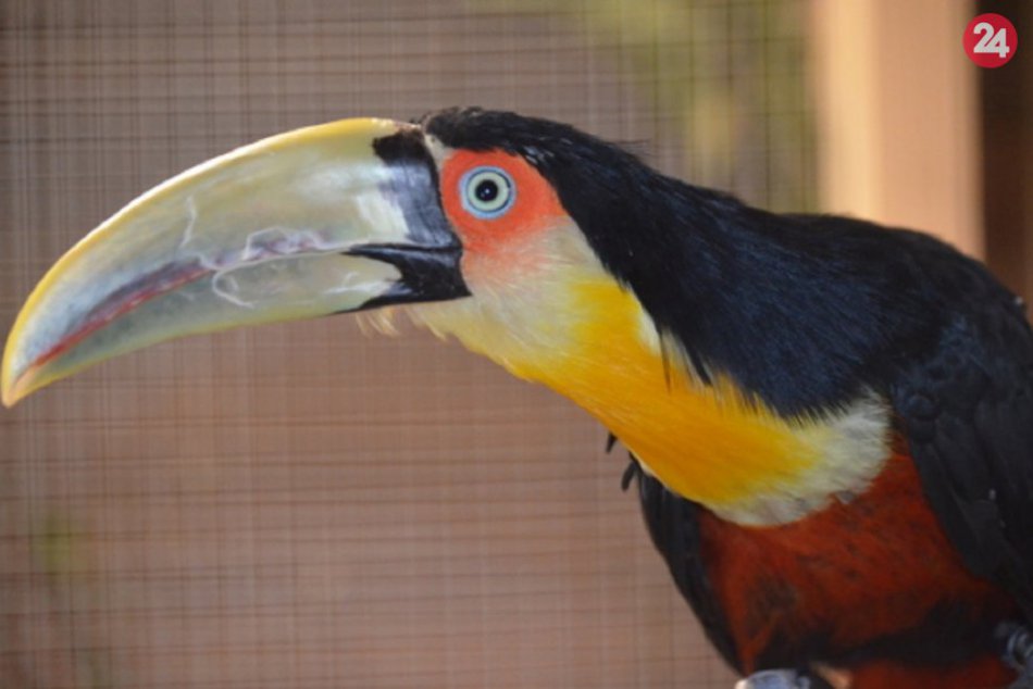 tukany v košickej zoo