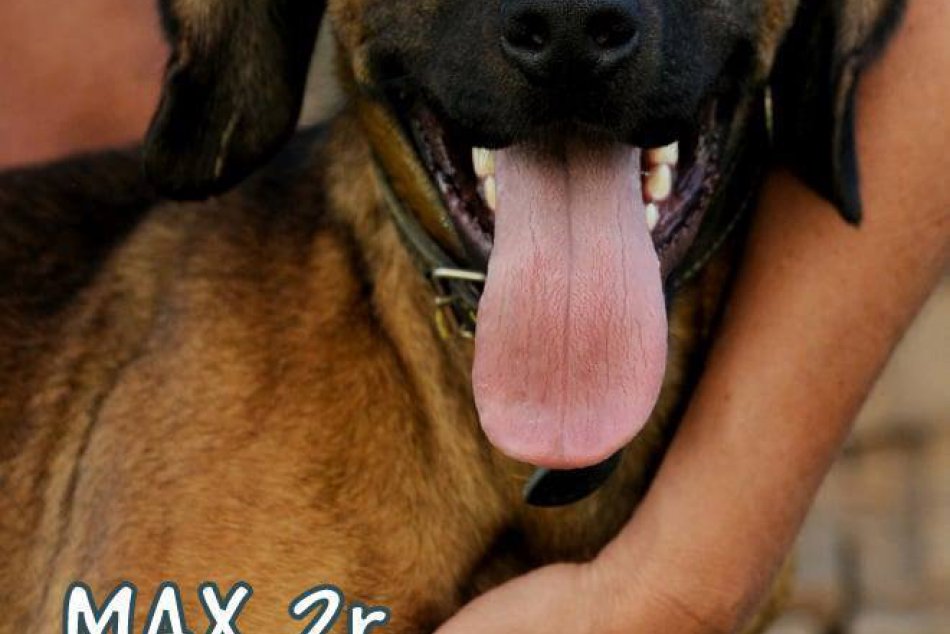 Obrazom: Možno čakajú práve na vás, FOTO rožňavských útulkáčov