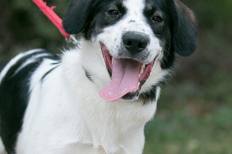 GALÉRIA trenčiankych útulkáčov: Nepuká vám srdce?