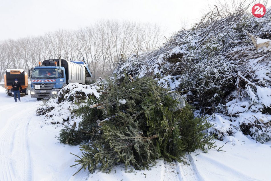 V Nitre začali so zberom vianočných stromčekov: Končia v kompostárni, FOTO