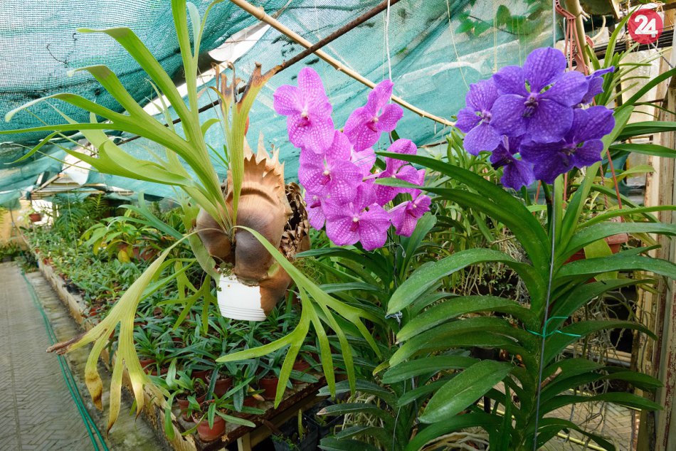 Orchidey v botanickej záhrade v Nitre