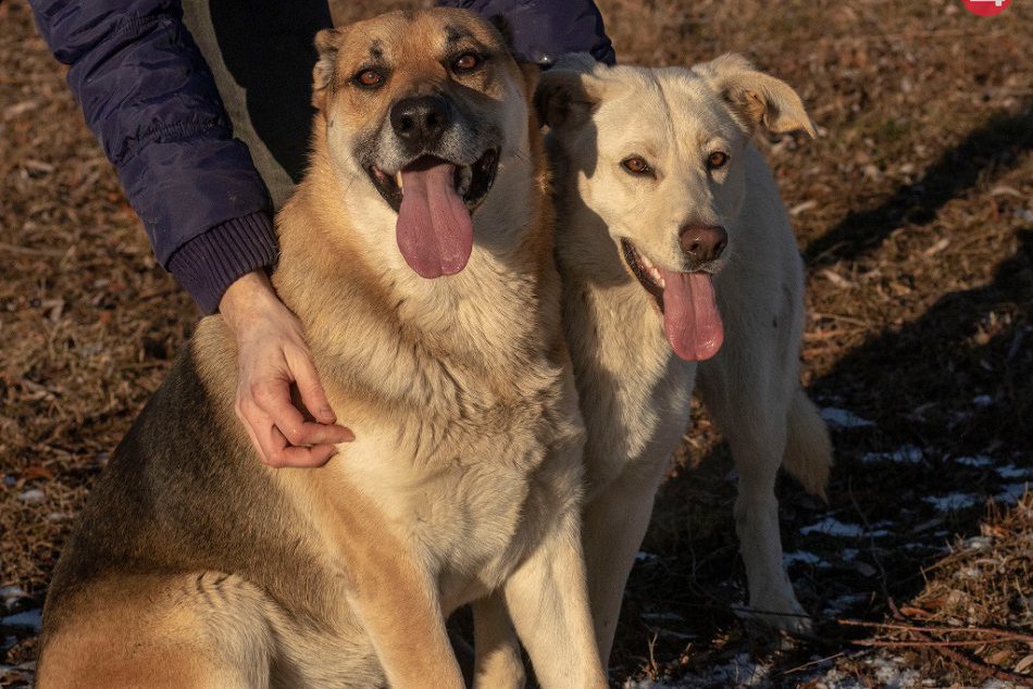FOTO, Psí adepti na domov: Nečakajte a vyberte si svojho miláčika