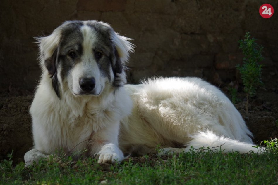 Obrazom: V Rožňave môžeme natrafiť aj na nevšedné plemená psov