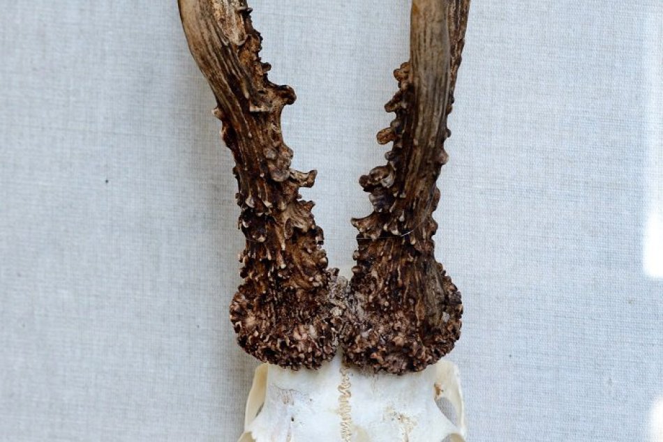 Trofeje poľovnej zveri na výstave v Nitre