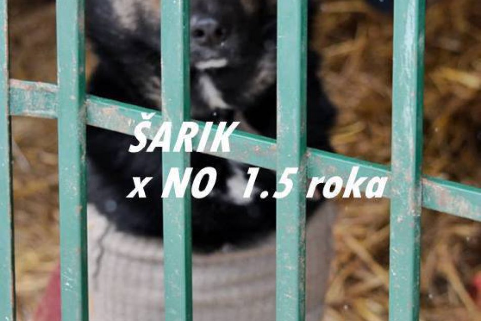 Obrazom: Možno čakajú práve na vás, FOTO rožňavských útulkáčov