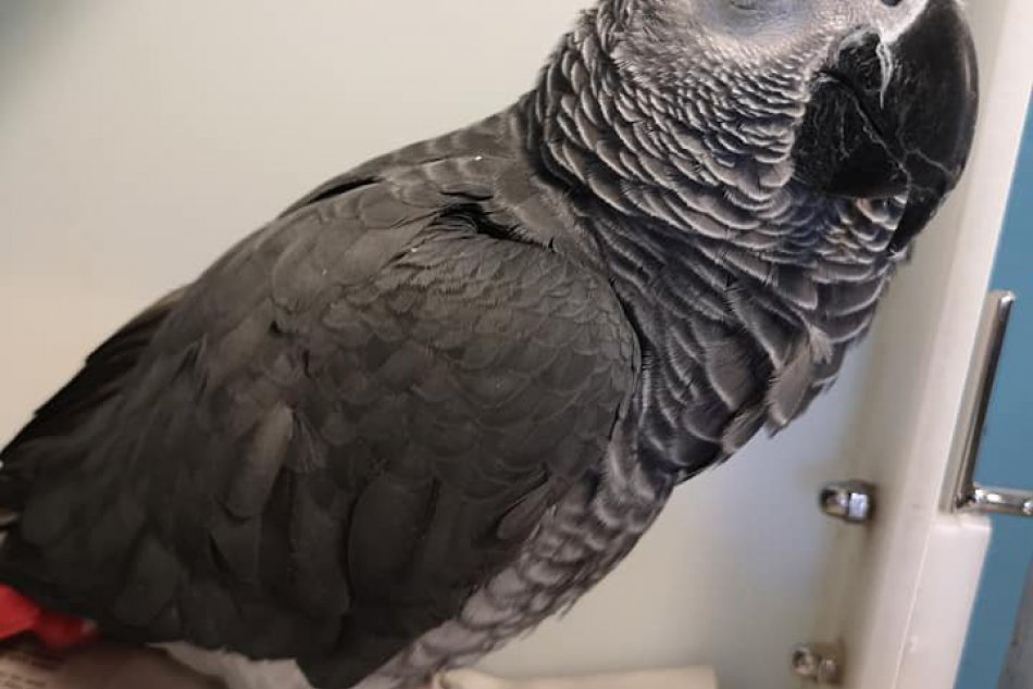 Stratený papagáj sa našiel, lebo spoznal slovenčinu