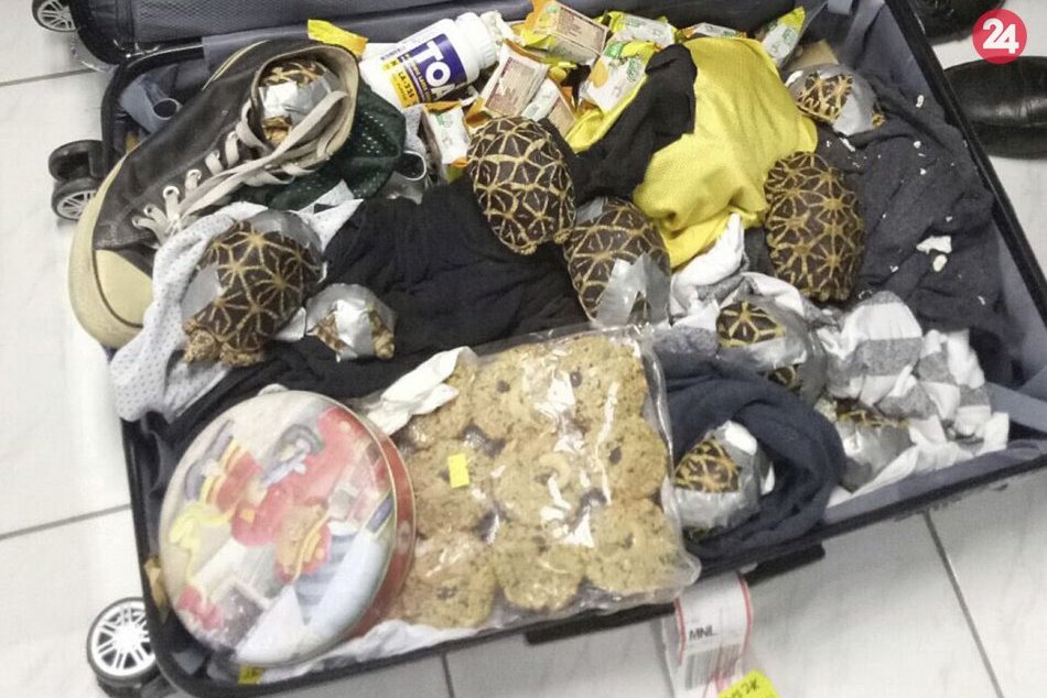 V batožine objavili 1500 malých pašovaných korytnačiek