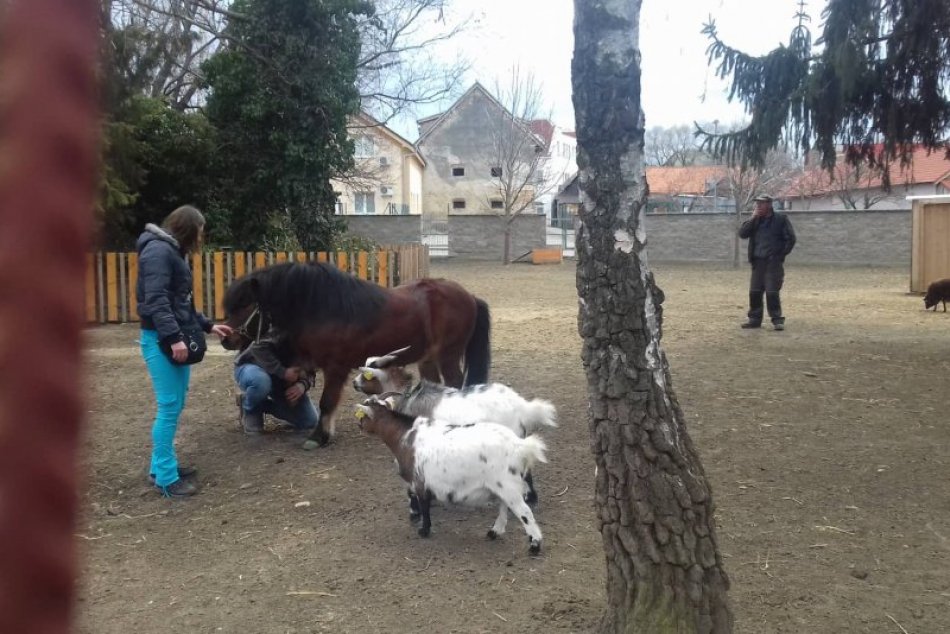 Chorý poník Roland sa lieči: Platí prísny zákaz kŕmenia v Babičkinom dvore, FOTO