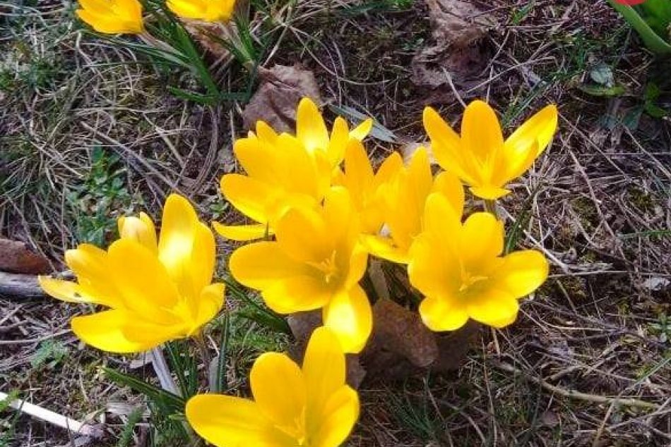 Skrášlia trávnaté plochy: Kvety v Prešove aj tento rok potešia naše oči