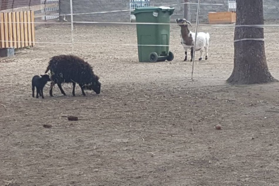 Babičkin park prežíva jar naplno: Pribudla ovečka aj malé morky, FOTO