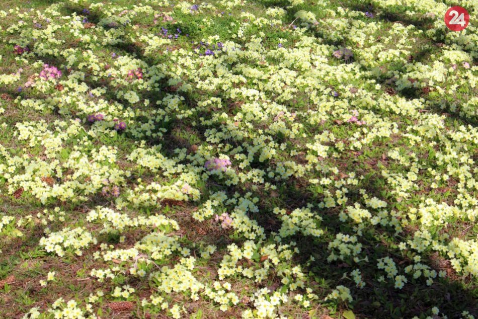 V OBRAZOCH: Fončordu zdobí "koberec" z rozkvitnutých prvosienok