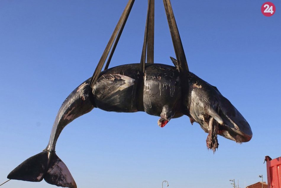 V tele mŕtvej veľryby našli 22 kíl plastov