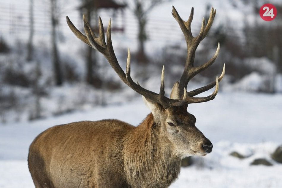 Jeleň Erik zhodil parohy