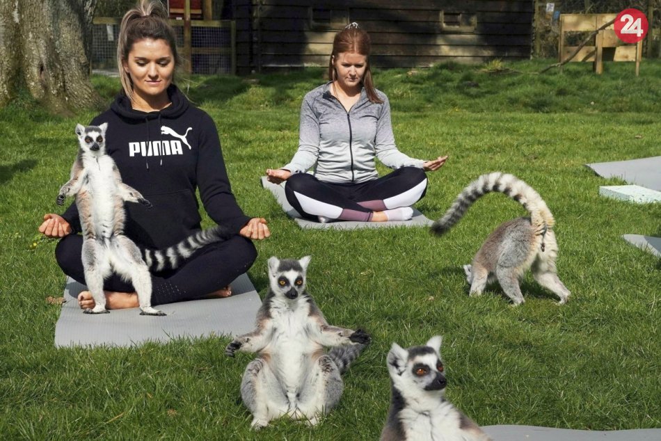 Anglický hotel zaviedol hodinu jogy s lemurmi