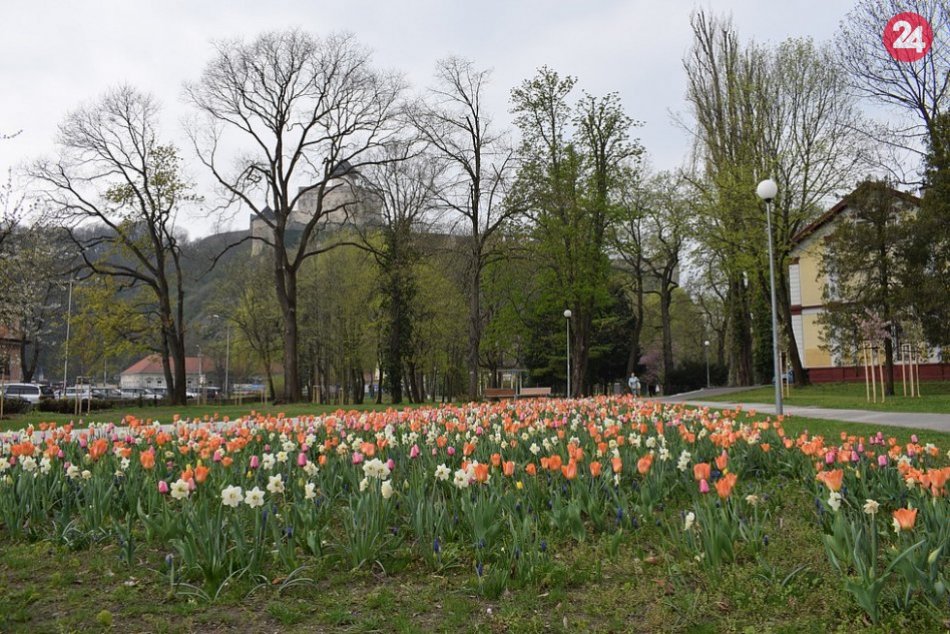 V Trenčíne sa už udomácnila jar: Aj takéto pekné výjavy v našom meste ponúka