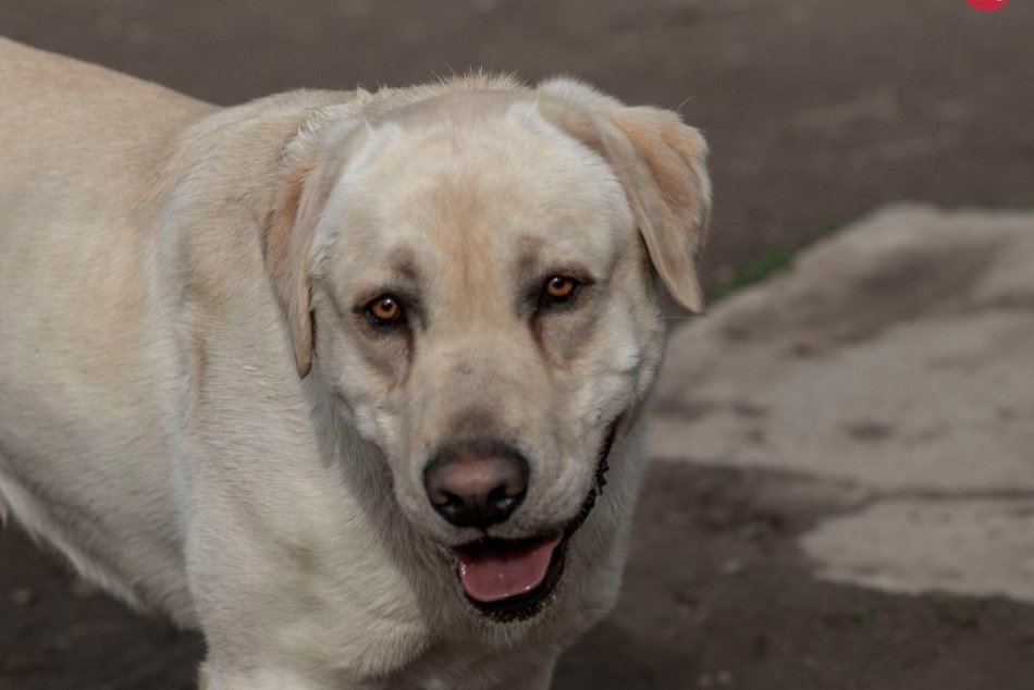 Štvornohí chlpáči zo Šale čakajú: Príďte si po skvelého spoločníka, FOTO