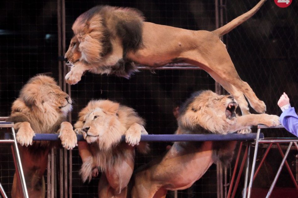 Zvieratá ako súčasť cirkusových predstavení (ilustračná galéria)
