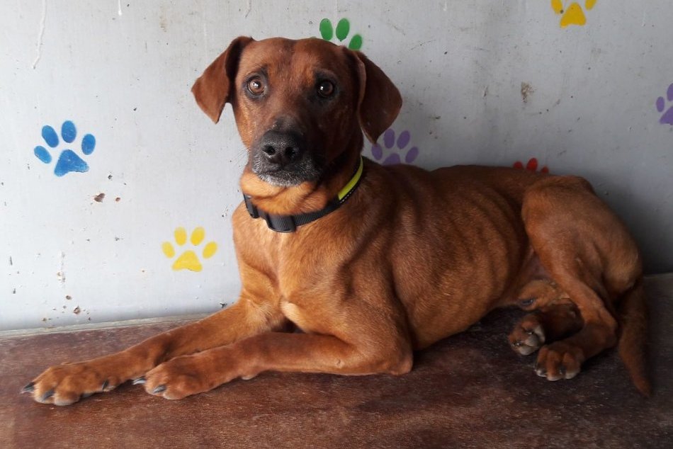 FOTO: Aktuálna ponuka psíkov hľadajúcich nový domov OZ Trenčiansky útulok