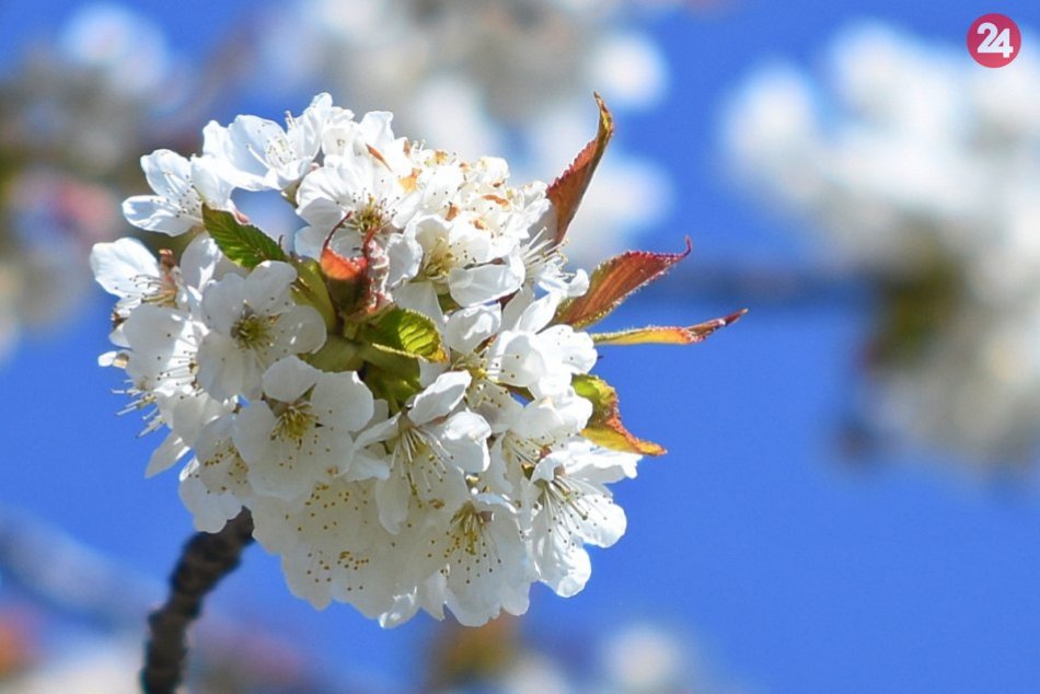 Prvý máj: Stavanie mája a bozkávanie pod čerešňou