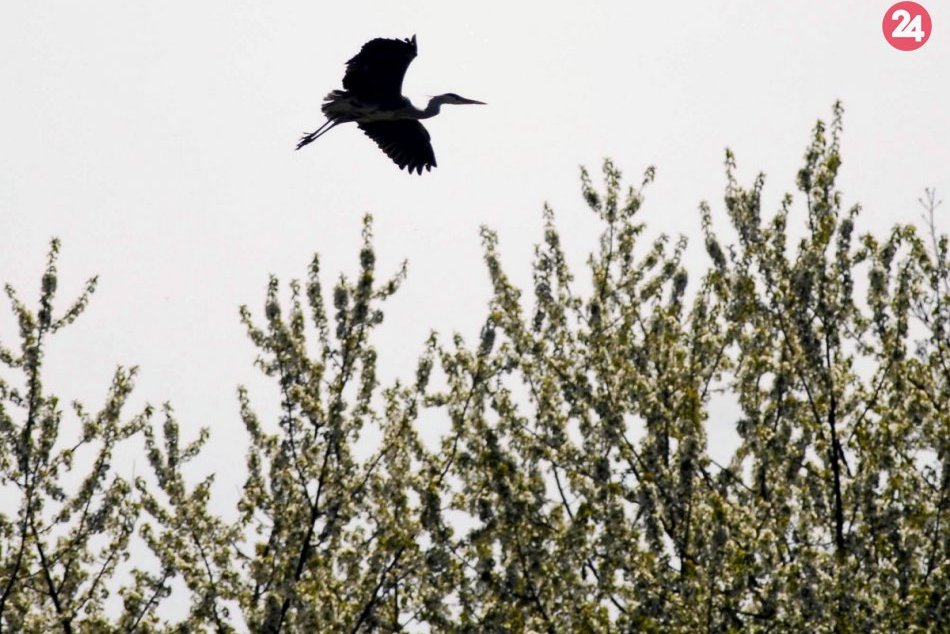 Výrub stromov pri Hornáde