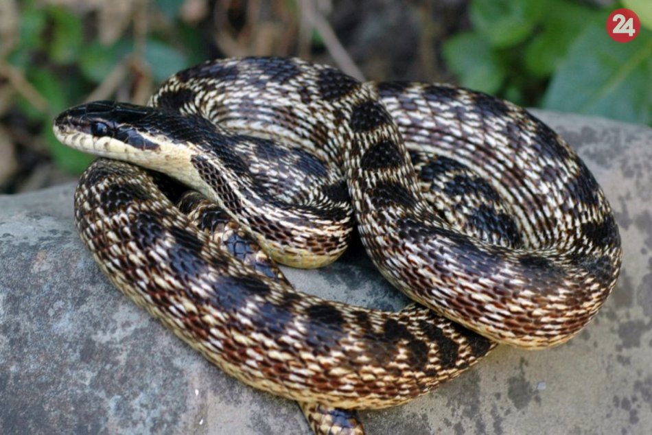 Slovenskí vedci objavili nový druh hada