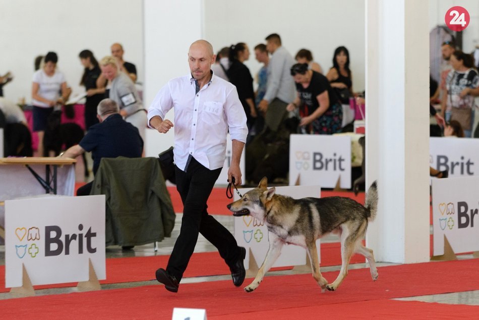 Na výstavisku v Nitre sa stretli chovatelia psov z 32 krajín, FOTO