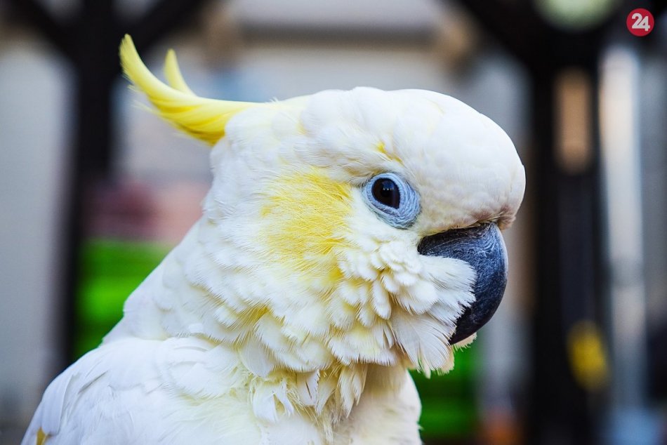 Papagáj Kakadu
