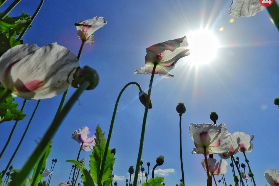 Obrazom: Hrad Krásna Hôrka aj pestrofarebný kvitnúci mak