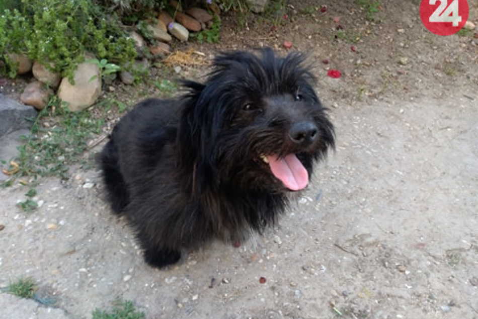 Psí miláčikovia sú opäť tu: Pre ktorého sa rozhodnete vy? FOTO