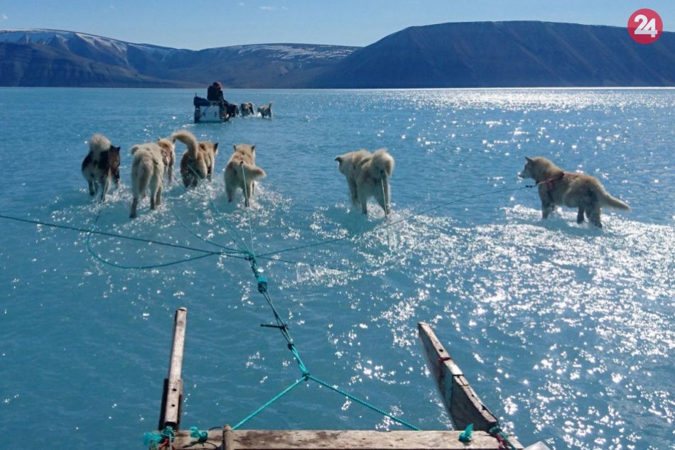 Ťažné psy sa brodia vodou, mali by bežať po ľade