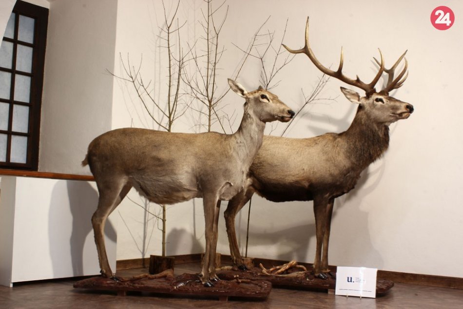 Aj tieto exponáty pribudli v prírodovednej expozícii Vihorlatského múzea
