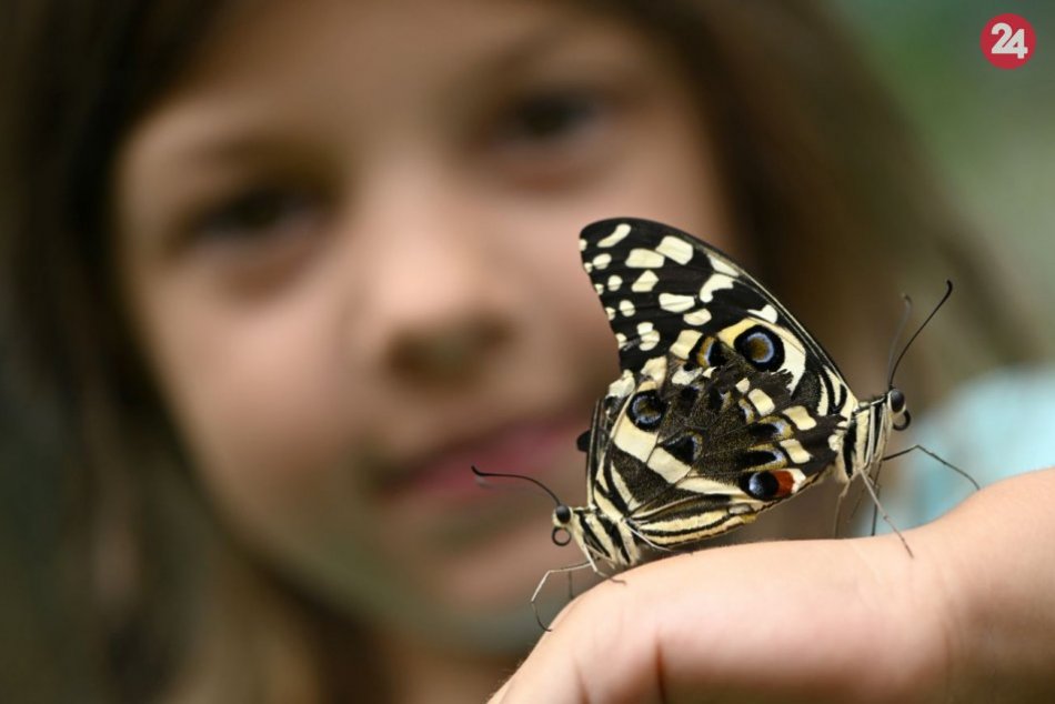 V Bojniciach predstavujú desiatky druhov exotických motýľov