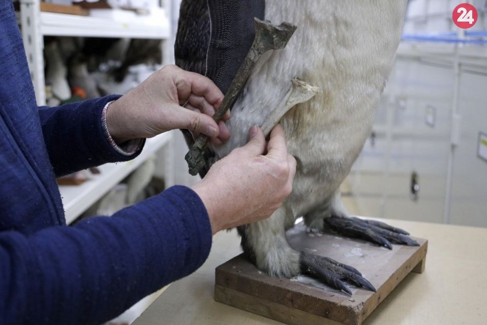 Objavili fosíliu obrovského tučniaka, bol vysoký takmer 1,6 metra