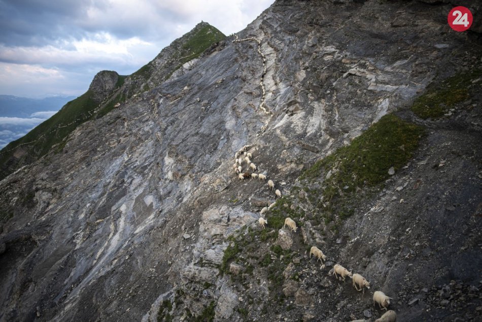 Prechod oviec švajčiarskymi Alpami