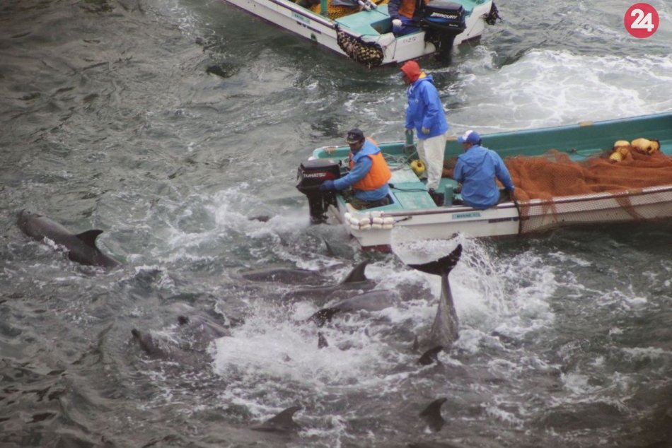 V japonskej zátoke pri Taidži sa začal každoročný lov delfínov