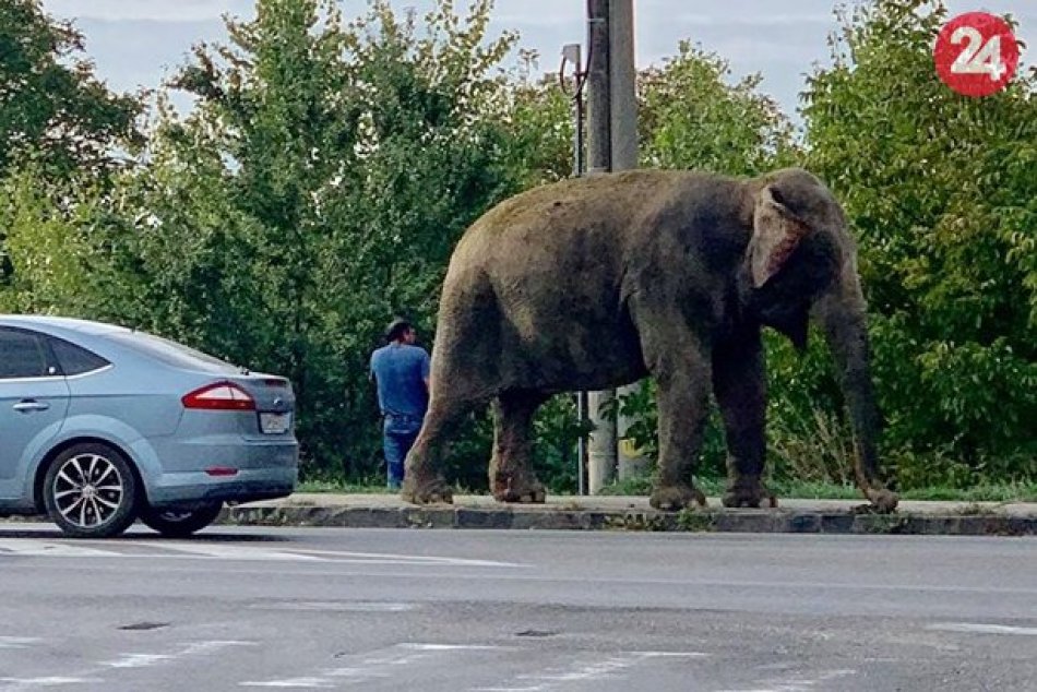 Pri hlavnej ceste sa premávali slony