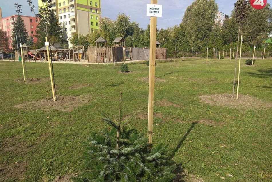 Vo dvore Gymnázia Petra Pázmáňa pribudlo 70 stromov