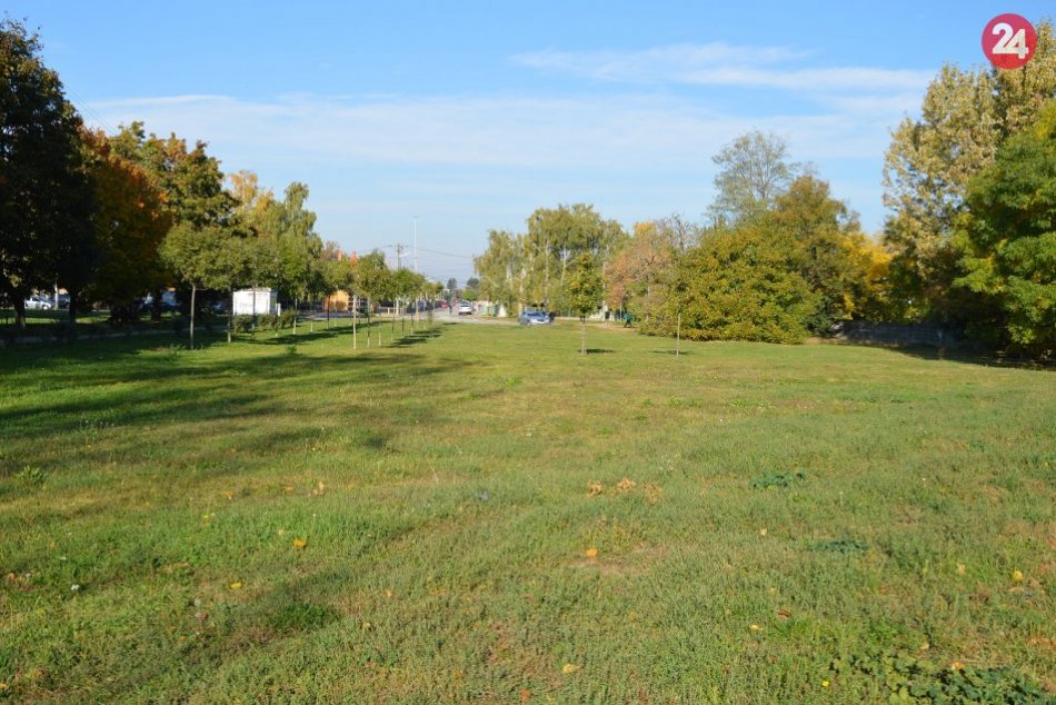Šaľa sa o čosi viac zazelená: Radnica vysadí takmer stovku stromov, FOTO