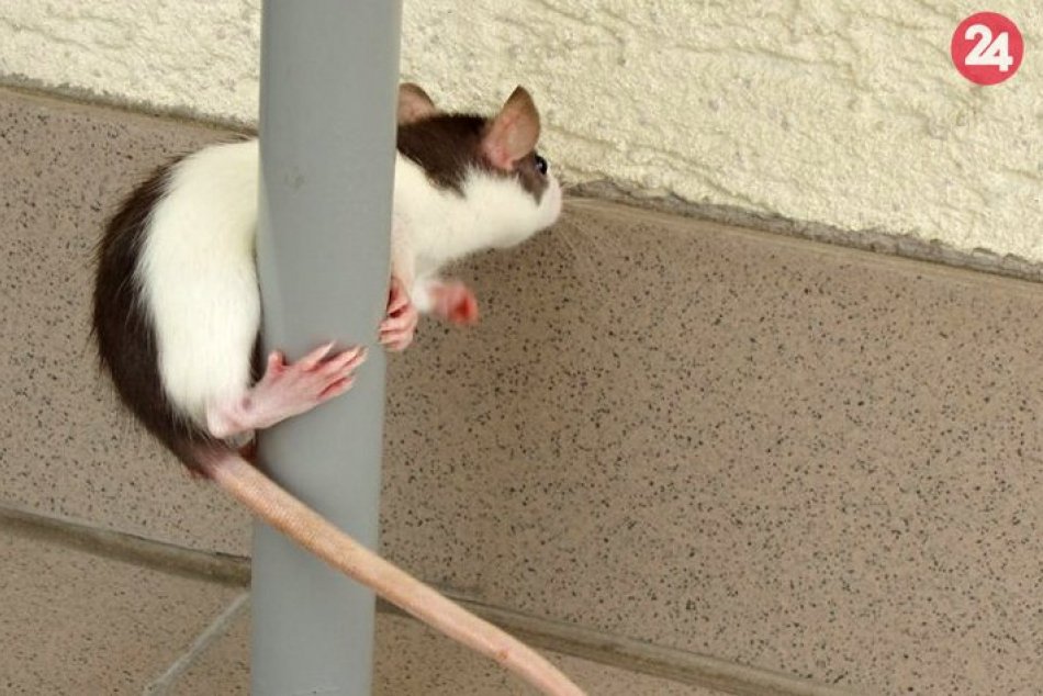Žilinský chovateľ ich vrelo odporúča: Takto si nažívajú potkany v domácnosti