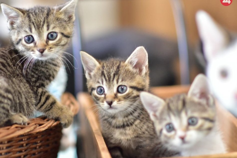 V OBRAZOCH: Aj tieto mačičky z Mačkinho Majera si hľadajú nový domov
