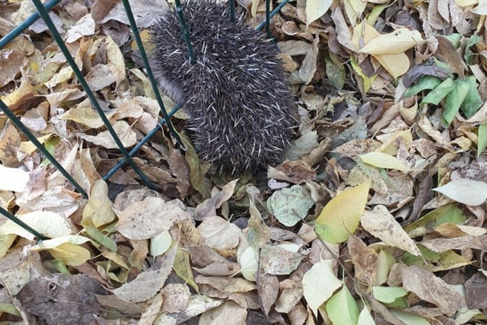 Záchrana ježka zaseknutého v plote na Sasinkovej ulici