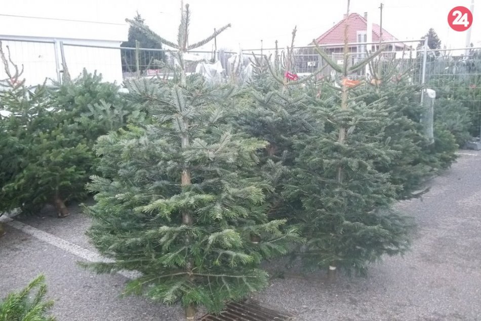 V Šali už kúpite vianočné stromčeky: Nezabudnite ani na imelo, FOTO