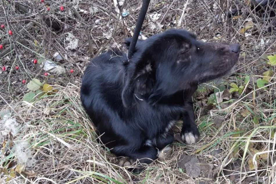 Z toho bolí srdce: Na kosť vychudnutý pes čakal pri mŕtvej sučke